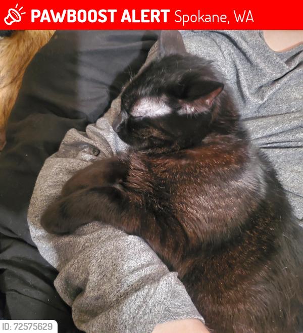 Lost Female Cat last seen S 10th st and Monroe , Spokane, WA 99204