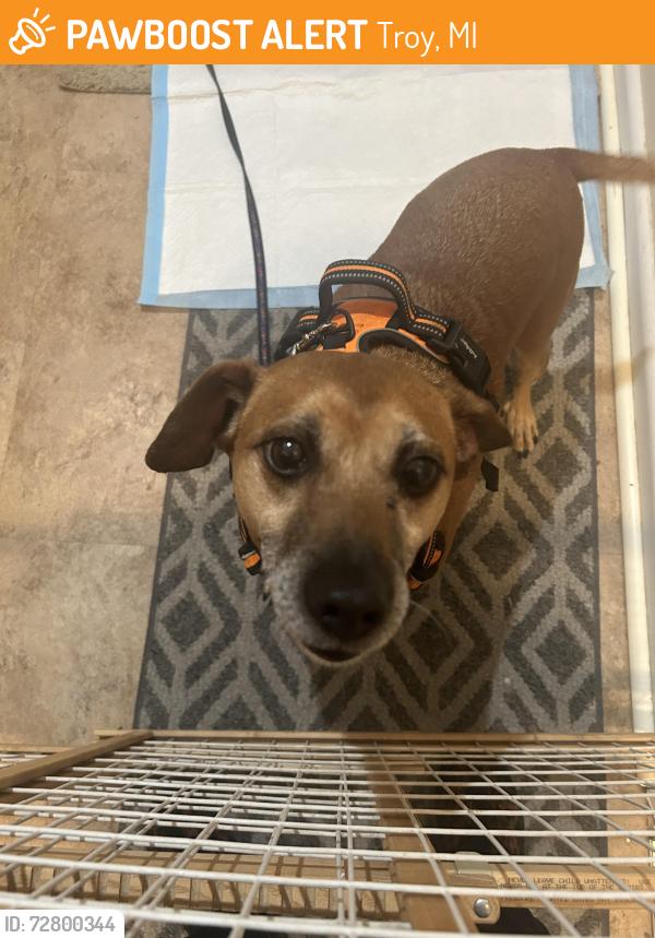 Found/Stray Female Dog last seen John R and Dequinder, Troy, MI 48085