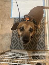 Found/Stray Female Dog last seen John R and Dequinder, Troy, MI 48085