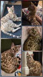 Lost Female Cat last seen Tideview & Little Bend Lane, North Las Vegas, NV 89081