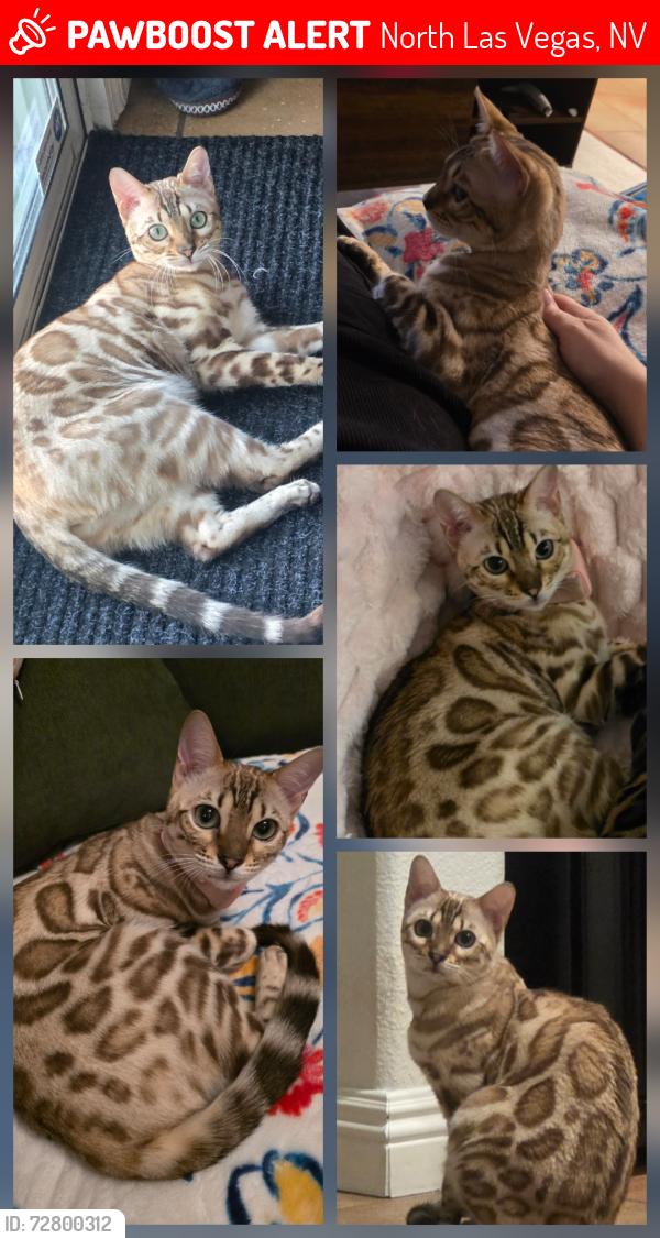 Lost Female Cat last seen Tideview & Little Bend Lane, North Las Vegas, NV 89081