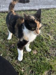 Found/Stray Unknown Cat last seen sitting sown by a hse, Richmond West, FL 33177