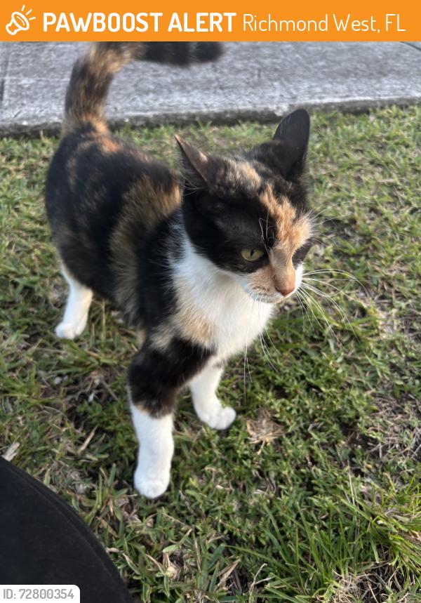 Found/Stray Unknown Cat last seen sitting sown by a hse, Richmond West, FL 33177