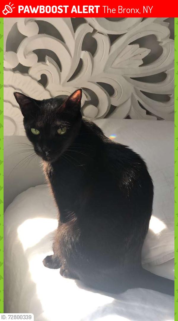 Lost Female Cat last seen Near , The Bronx, NY 10463