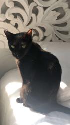 Lost Female Cat last seen Near , The Bronx, NY 10463