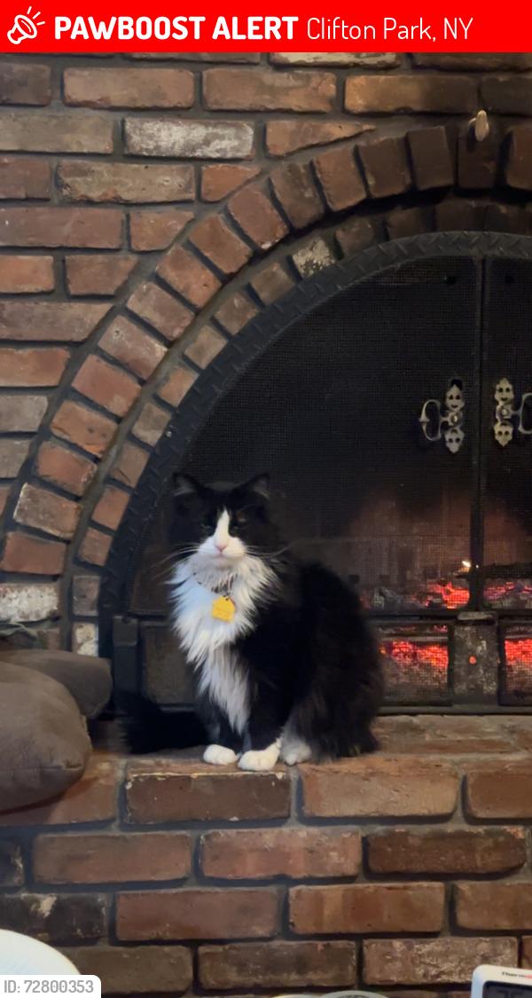 Lost Female Cat last seen Animal Health center, Clifton Park, NY 12065