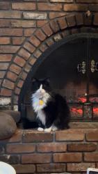 Lost Female Cat last seen Animal Health center, Clifton Park, NY 12065