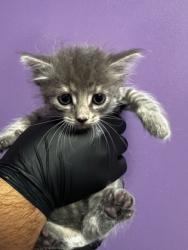 Shelter Stray Female Cat last seen Near CHAPEL HILL, COUNTY of El Paso, TX, Fort Bliss, TX 79906