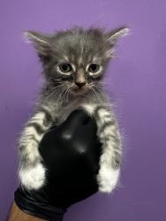 Shelter Stray Male Cat last seen Near CHAPEL HILL, COUNTY of El Paso, TX, Fort Bliss, TX 79906