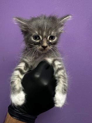 Shelter Stray Male Cat last seen Near CHAPEL HILL, COUNTY of El Paso, TX, Fort Bliss, TX 79906