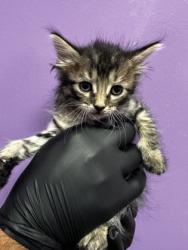 Shelter Stray Female Cat last seen Near CHAPEL HILL, COUNTY of El Paso, TX, Fort Bliss, TX 79906