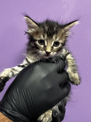 Shelter Stray Female Cat last seen Near CHAPEL HILL, COUNTY of El Paso, TX, Fort Bliss, TX 79906