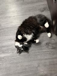 Lost Male Cat last seen W Island Rd, Alameda Dr, Laurel Dr, Ontario, OR 97914