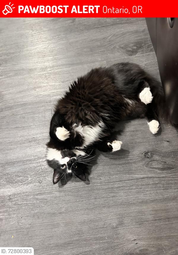 Lost Male Cat last seen W Island Rd, Alameda Dr, Laurel Dr, Ontario, OR 97914