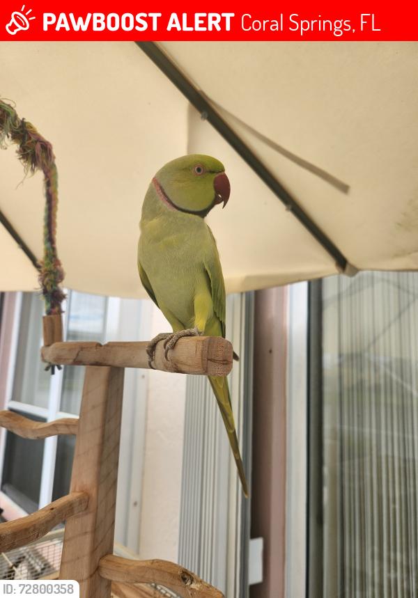 Lost Male Bird last seen Atlantic and coral ridge drive, Coral Springs, FL 33071