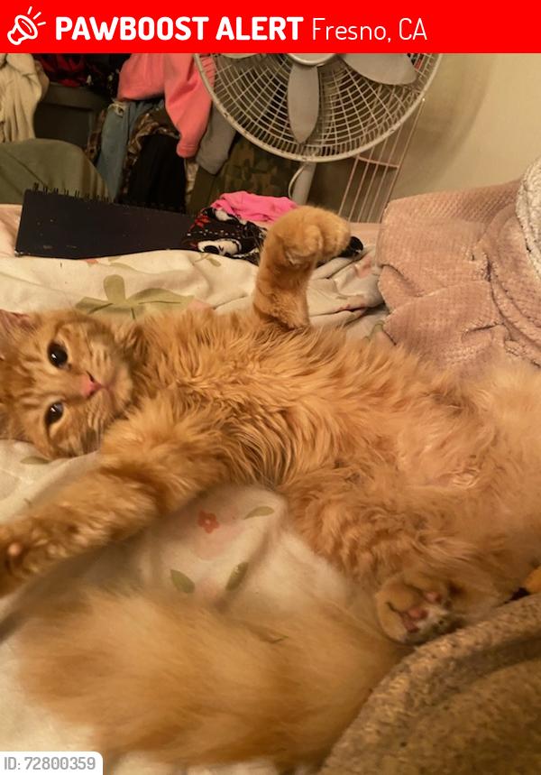 Lost Female Cat last seen Ashcroft near freeway fence, Fresno, CA 93726