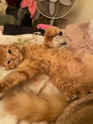 Lost Female Cat last seen Ashcroft near freeway fence, Fresno, CA 93726