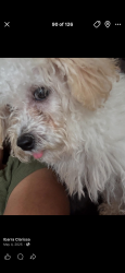 Lost Male Dog last seen jung rd, San Antonio, TX 78247
