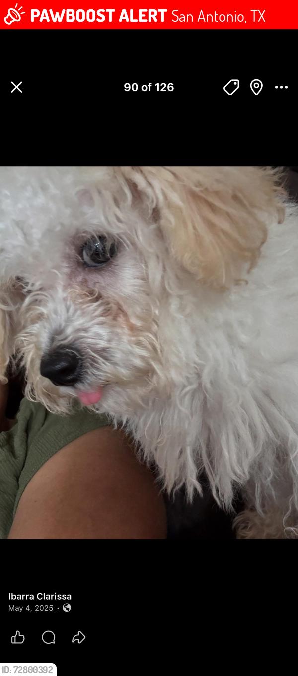 Lost Male Dog last seen jung rd, San Antonio, TX 78247