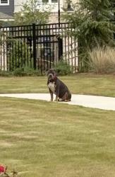 Found/Stray Male Dog last seen Crest at South Point, McDonough, GA 30253