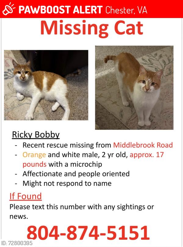 Lost Male Cat last seen Middlebrook Road and Cresthill, Chester, VA 23831