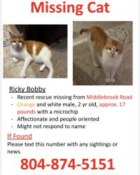 Lost Male Cat last seen Middlebrook Road and Cresthill, Chester, VA 23831