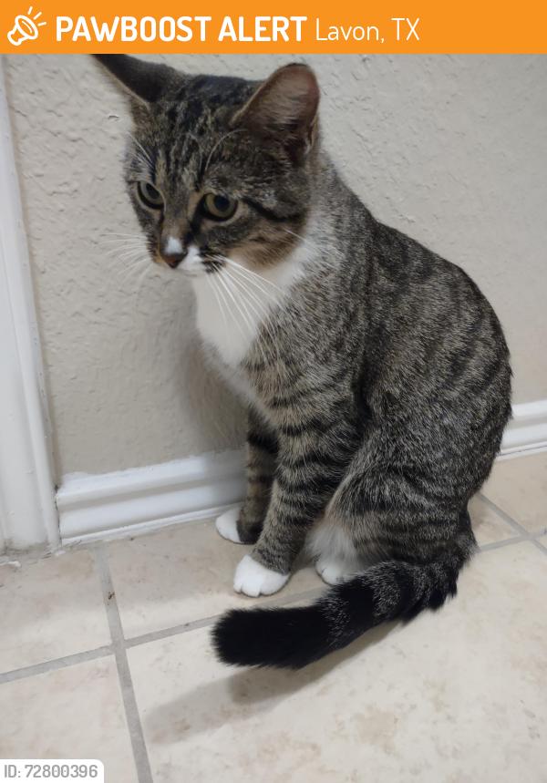 Found/Stray Female Cat last seen Presidents Blvd, Lavon, TX 75166