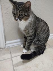 Found/Stray Female Cat last seen Presidents Blvd, Lavon, TX 75166
