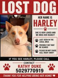Lost Female Dog last seen On floodwall behind lees lane, Louisville, KY 40216