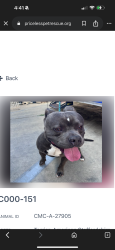 Found/Stray Male Dog last seen Fairview Park, Costa Mesa , Costa Mesa, CA 92627