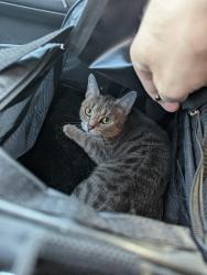 Found/Stray Unknown Cat last seen Near S Van Dorn St, Alexandria, VA 22304