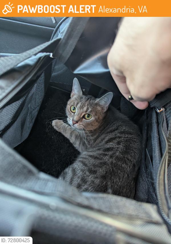 Found/Stray Unknown Cat last seen Near S Van Dorn St, Alexandria, VA 22304