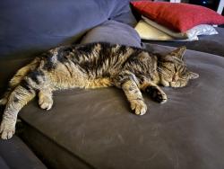Lost Male Cat last seen Near graham pl / skyline blvd, Oakland, CA 94619