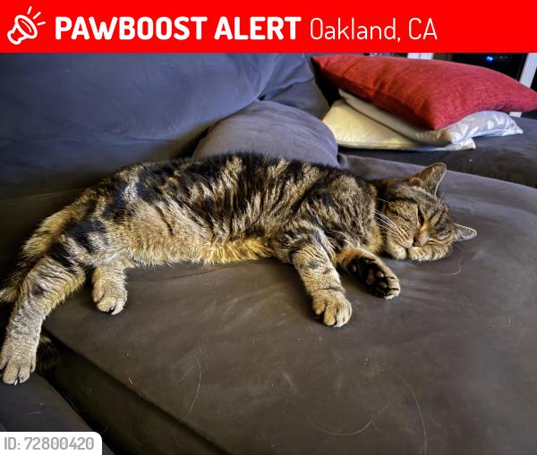 Lost Male Cat last seen Near graham pl / skyline blvd, Oakland, CA 94619