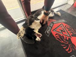 Found/Stray Male Dog last seen Commerce st , Dallas, TX 75201