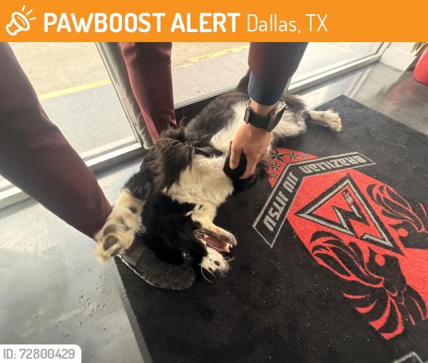 Found/Stray Male Dog last seen Commerce st , Dallas, TX 75201