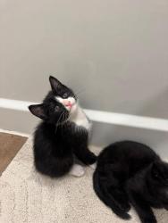 Lost Male Cat last seen Near bellaire blvd apmts , Lewisville, TX 75077