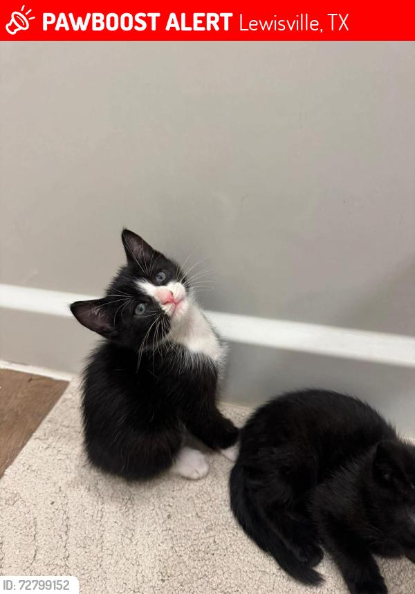 Lost Male Cat last seen Near bellaire blvd apmts , Lewisville, TX 75077