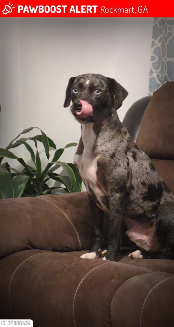 Lost Male Dog last seen Woodrow kay / holly springs road, Rockmart, GA 30153