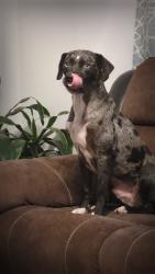 Lost Male Dog last seen Woodrow kay / holly springs road, Rockmart, GA 30153