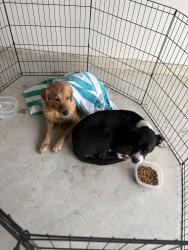 Found/Stray Unknown Dog last seen Middle ridge dr and beach airport rd , Conroe, TX 77301
