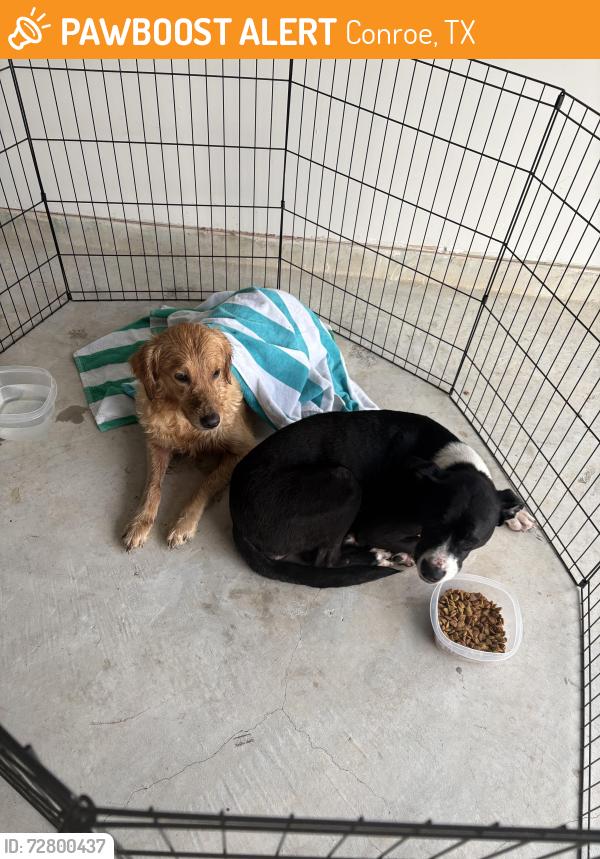 Found/Stray Unknown Dog last seen Middle ridge dr and beach airport rd , Conroe, TX 77301