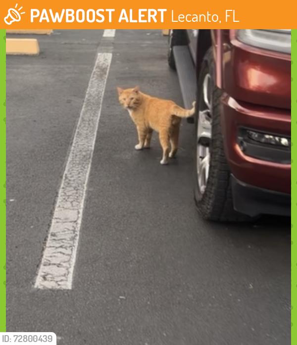 Found/Stray Male Cat last seen Holiday inn express parking lot, Lecanto, FL 34461