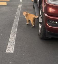 Found/Stray Male Cat last seen Holiday inn express parking lot, Lecanto, FL 34461
