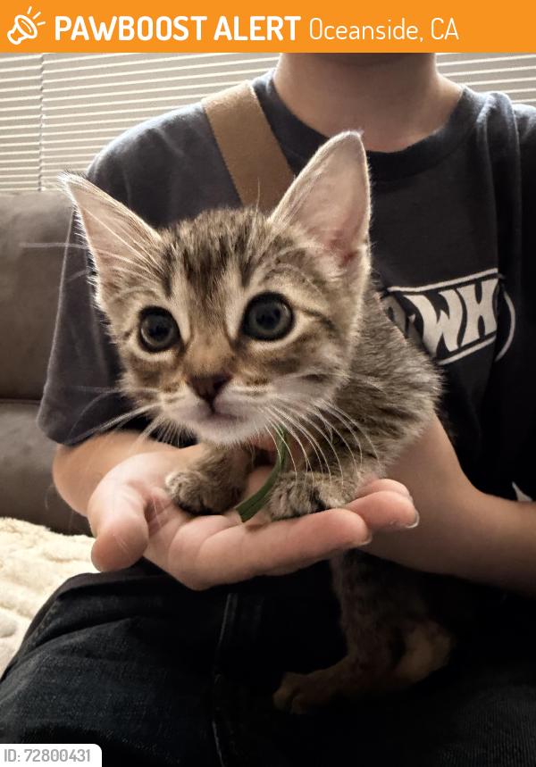 Found/Stray Unknown Cat last seen Ivey Ranch Elemenrary, Oceanside, CA 92057