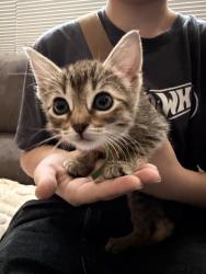 Found/Stray Unknown Cat last seen Ivey Ranch Elemenrary, Oceanside, CA 92057