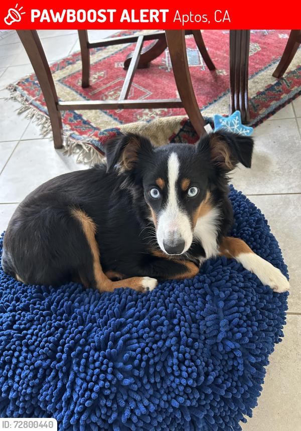Lost Female Dog last seen Hames and pleasant valley, Aptos, CA 95003