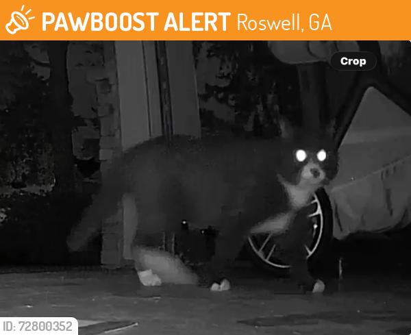 Found/Stray Unknown Cat last seen Sterling Crossville s, Roswell, GA 30075