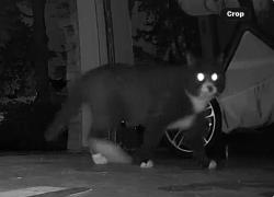 Found/Stray Unknown Cat last seen Sterling Crossville s, Roswell, GA 30075