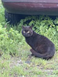 Found/Stray Unknown Cat last seen Cropsey and Harway, Brooklyn, NY 11214